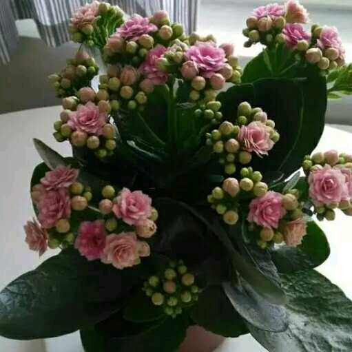 幸福一生的頭像