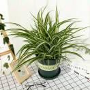 Yolanda艷秋的頭像