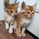 溫柔可好的頭像