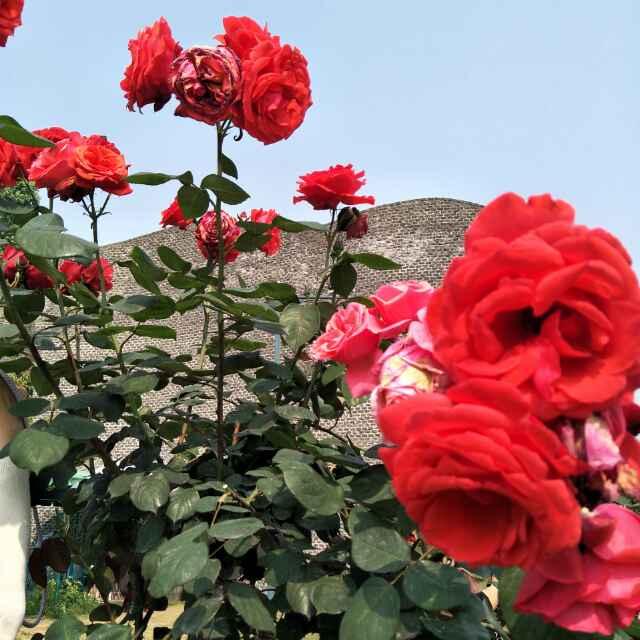 淺笑安然的頭像