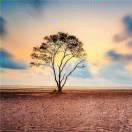 若風(fēng)的頭像