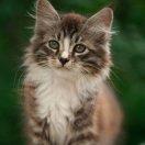 今夕一別，一別永年的頭像