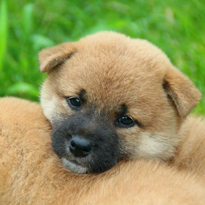 十字架上的幻境的頭像