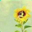 ?聆聽向日葵呼吸的步調?的頭像