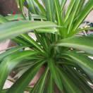 皓月當(dāng)空的頭像