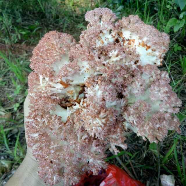 明明知道不可能的頭像