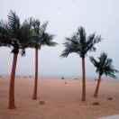 紫色風(fēng)帆的頭像