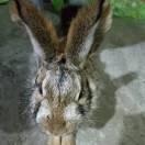 小手冰涼的頭像