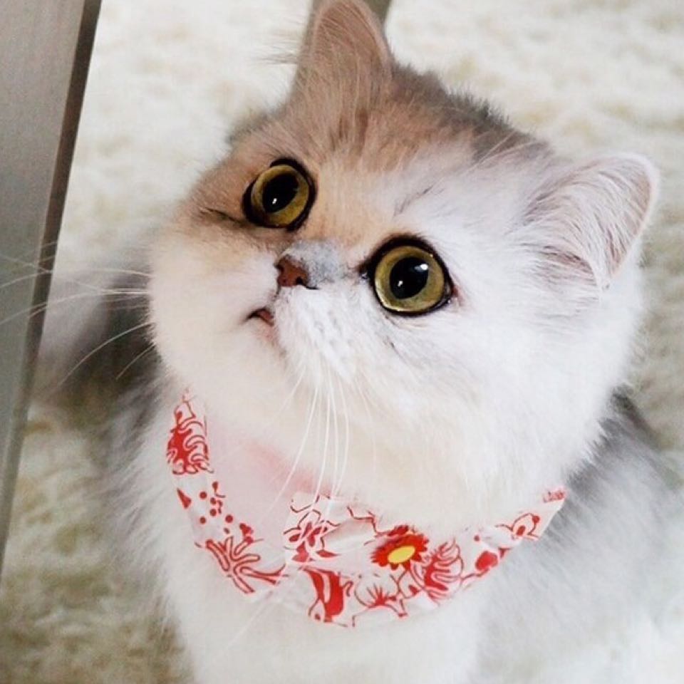 ≮蕫鍀鉁鯑≯的頭像