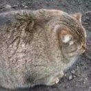 阿圖魯?shù)念^像