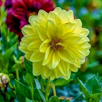 人走茶涼的頭像