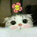 半是蜜糖半是傷的頭像