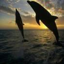 好運連連的頭像