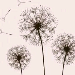 平凡的蒲公英的頭像