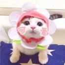 稚初的頭像