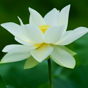 淡淡的憂傷的頭像