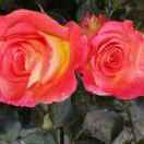 艷麗芳芬的頭像