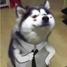 愛吃蘿卜愛吃菜的頭像