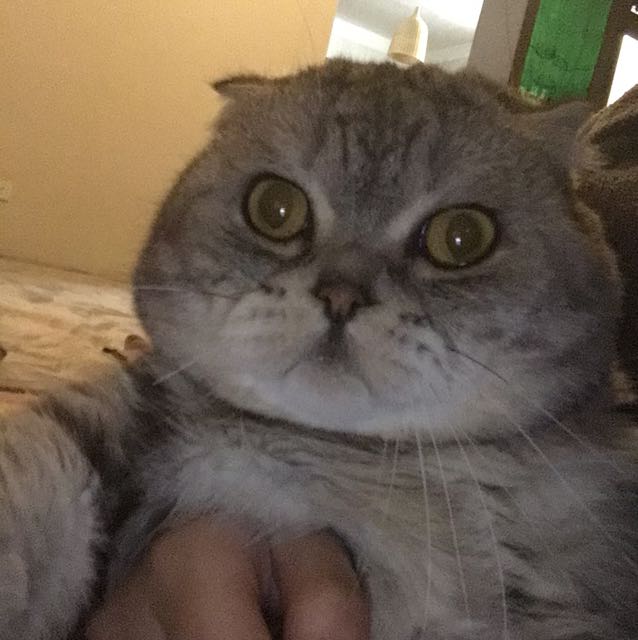 一只變魔術的小鸚鵡的頭像