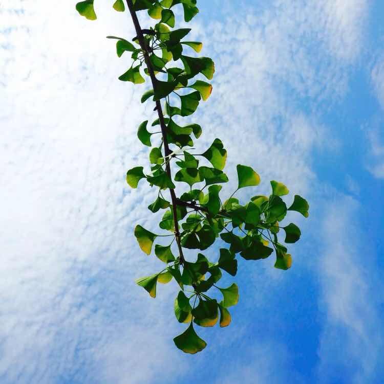 	小毛豆～的頭像