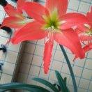 朗月清風的頭像