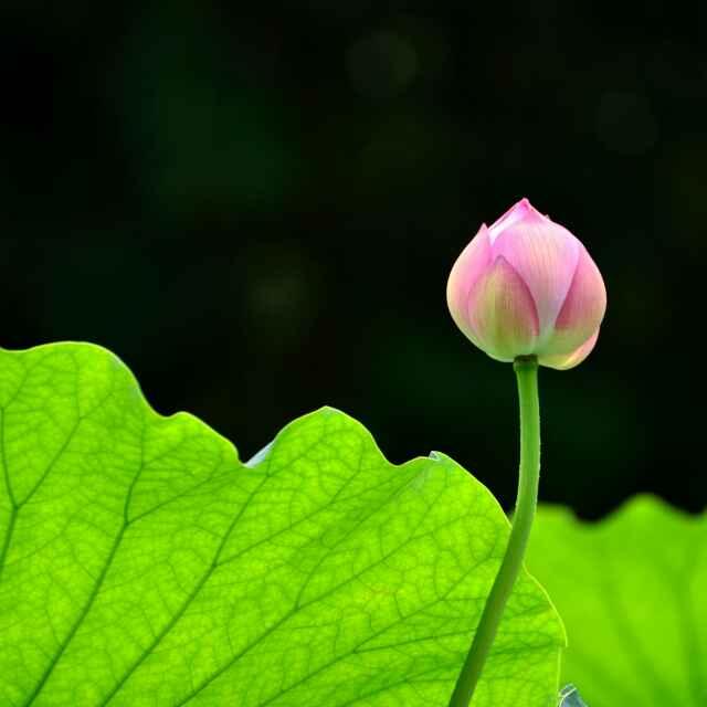 人非圣賢，孰能無過的頭像