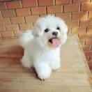 私奔去月球的頭像