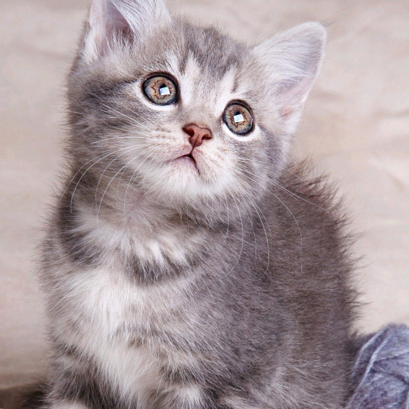 perfect	boy的頭像