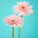 雨后彩虹的頭像