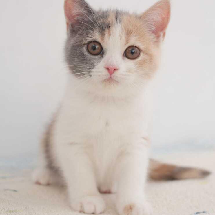 炫彩天空的頭像