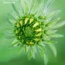 傾城之戀大白的頭像