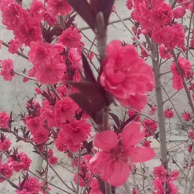 勇往直前的頭像