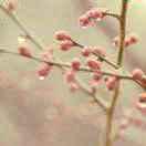 草草的夏天的頭像