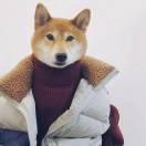 沙雕青年的頭像