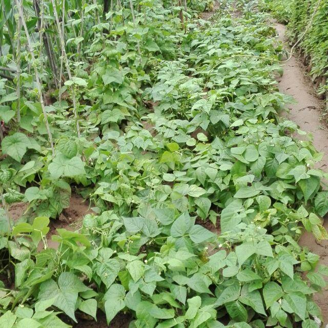 九霄云外黃鸝鳥的頭像