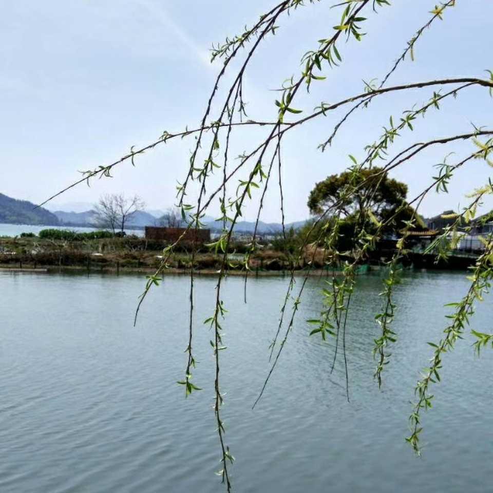 	樂	含		的頭像