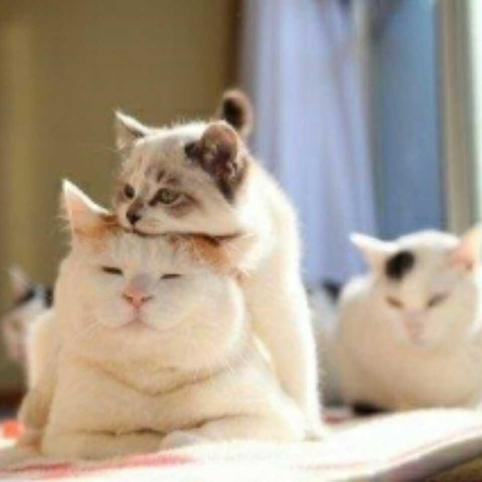 擦肩而過的頭像