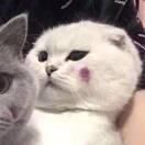 猜猜，你是誰的頭像