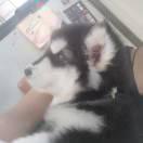 你笑如狗的頭像