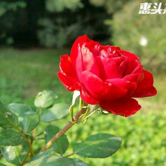 飄零的葉子的頭像