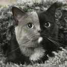 雙重人格的頭像