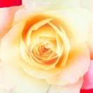 走出健康的頭像