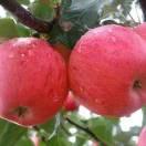 幸福的眼淚的頭像