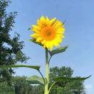 接好運(yùn)的頭像