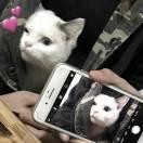 你的鹵豬的頭像