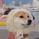 咚瓜鐵柱兒的頭像