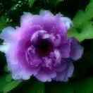 春暖花開的頭像