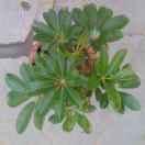 可不可以的頭像