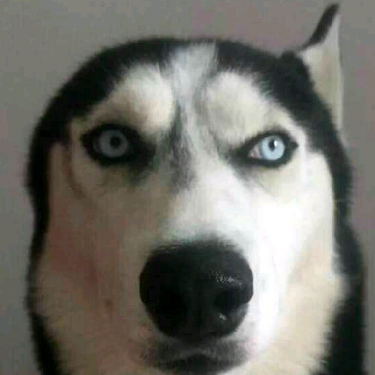 影子				檸檬的頭像