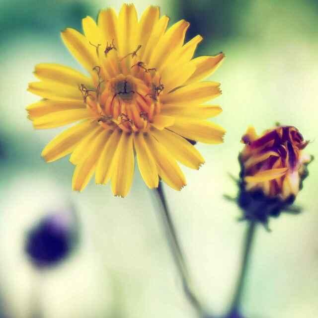 簡(jiǎn)愛(ài)的頭像